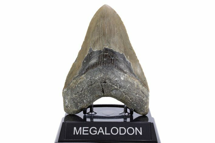 Serrated, Fossil Megalodon Tooth - North Carolina #345661